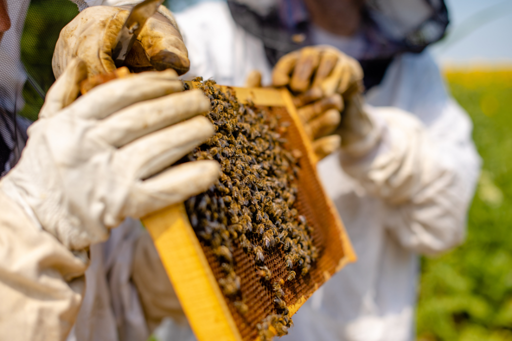 Apicultores de JF produzem 28 toneladas de mel por&nbsp;ano